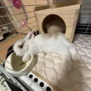 うさこの画像