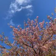 Thanksの画像