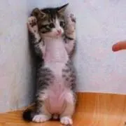 ひなの画像
