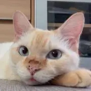 はの