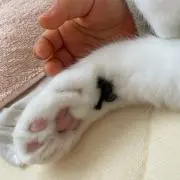 はちまるの画像