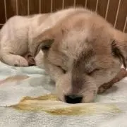 ピロリロ
