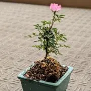 ゆきつの画像