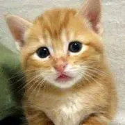 にゃん助の画像