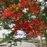 かりんとう