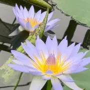 aru ※プロフ参照※の画像