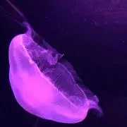 しゅん