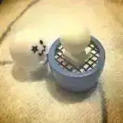 おまめの画像