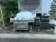 ここなっつの画像