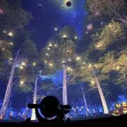 マミムリタの画像
