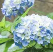 Chouakicoの画像