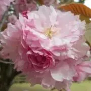 みるきぃの画像