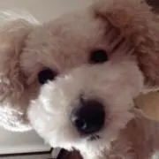 よっこ