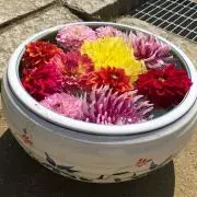 しーの画像