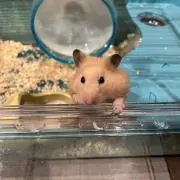 関根麻美