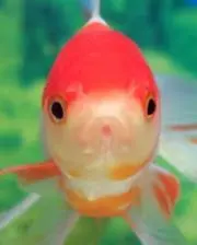金魚