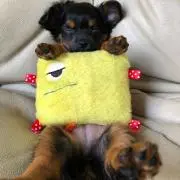 ぽんぽん