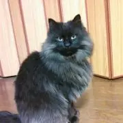 OZにゃん
