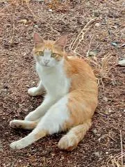 さくらもちの画像