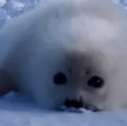 っはの画像