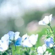 しろくま