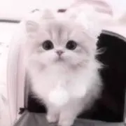 aiの画像