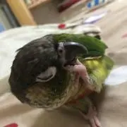 おくやん(プロフ要確認)の画像