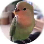 たまちゃんの画像