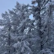 こしろ