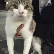 ねこの画像