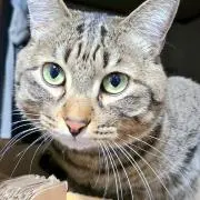 猫すきの画像