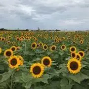 はなの画像