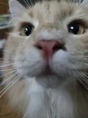 りーはるの画像