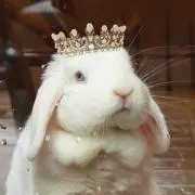 きしたに