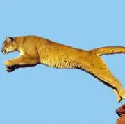 pumaの画像