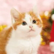 ハルの画像