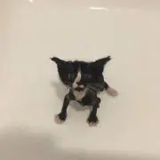 ぽぽみんの画像