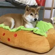 このみ