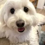ファルちゃんの画像
