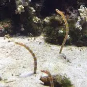 いちひこ