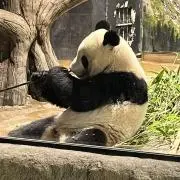 aikoの画像