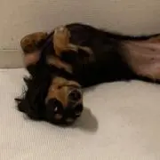 ななもり。 すとぷり パーカー、パジャマ、シュシュ、歌みた、缶バッチ