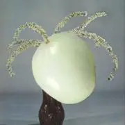 cocoの画像