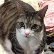 めぃめぃ