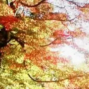 マウナの画像