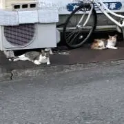 Melonの画像