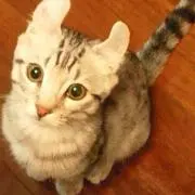 †ツルギ†