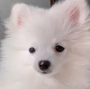 icxyo