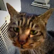 よしおの画像