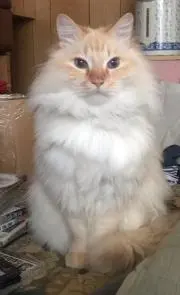 たけちよ(値段交渉お断りします)の画像